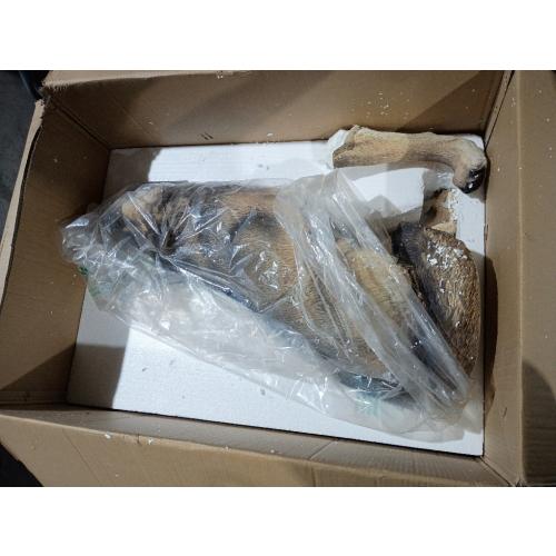 Large Wolf Garden Statue (broken legs; see the pictures)