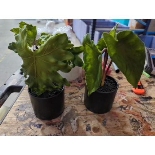 2 PCS...Hollyone Fake Potted Plants Artificial Plants Indoor 11 Faux Plants Caladium Plant in Black Ceramic Pots for Home Decor Office Desk Bathroom Bedroom Greenery Decoration