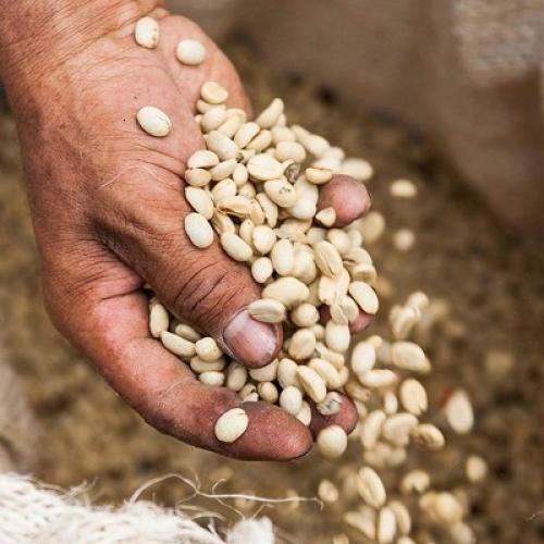 Nescafe Classico Dark Roast Instant Coffee - 10.5oz