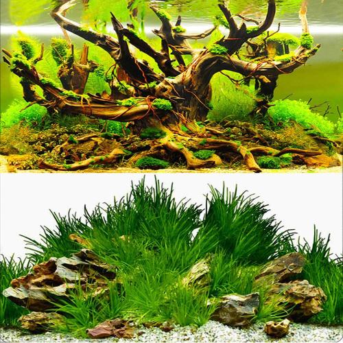 ELEBOX New 23 x 71 Fish Tank Background Paper Wallpaper 2 Sided Colorful Seaweed Water Plants Aquarium Poster Decorations