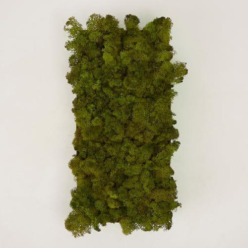 Prefleur Preserved Reindeer Craft Moss Natural DIY Kit Gardenning Art Wall Olive Green Florist Easter Table Decor Wedding(0.85lb)(Green-11)