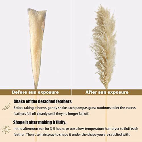 Pampas Grass Decor Tall 46 Inches8 Stems Tall Pampas Grass for Floor VaseLarge Natural Dried Pompass Grass Branches Tall FluffyBoho Decor Pompous Grass No Shedding No Stenchfor Home & Events Decor