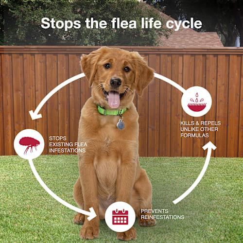 Elanco K9 Advantix II Flea and Tick Prevention - 11-20 lbs. - K9 Advantix II Medium Dog 2-Pack