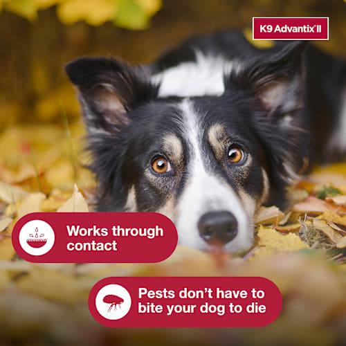 Elanco K9 Advantix II Flea and Tick Prevention - 11-20 lbs. - K9 Advantix II Medium Dog 2-Pack