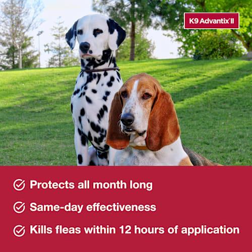 2 Pack Elanco K9 Advantix II Flea and Tick Prevention - > 55 lbs. - K9 Advantix II Extra Large Dog 2-Pack