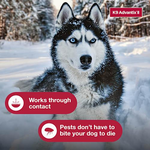 2 Pack Elanco K9 Advantix II Flea and Tick Prevention - > 55 lbs. - K9 Advantix II Extra Large Dog 2-Pack