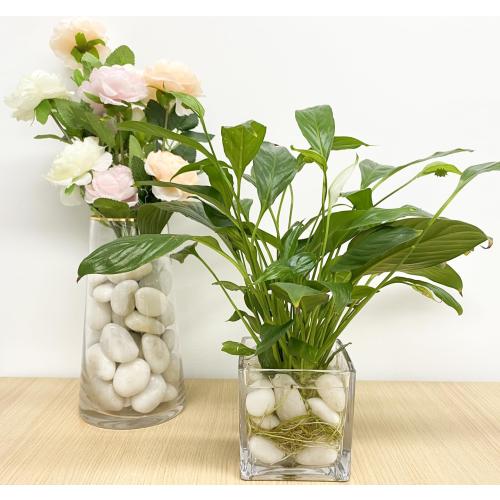 FANTIAN 20 lbs White River Rocks, 1-2 Inch Polished Pebbles for Indoor Plants, Decorative White Stones for Plants, Vase, Aquarium, Fish Tank, Landscaping and Garden