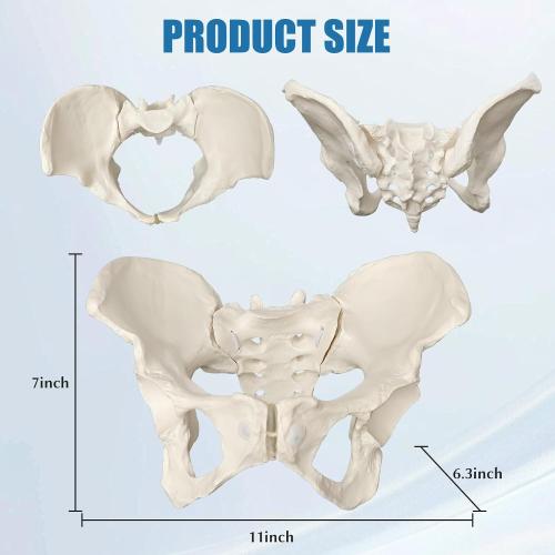 Female Pelvis Model On Elastic, 2/3 Life Size Female Pelvic Skeleton Model W/Bungee Anatomy Medical for Obstetrics Gynecology Patient Communication Orthopedic Studying School Teaching Display