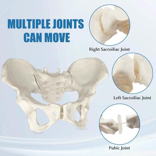 Female Pelvis Model On Elastic, 2/3 Life Size Female Pelvic Skeleton Model W/Bungee Anatomy Medical for Obstetrics Gynecology Patient Communication Orthopedic Studying School Teaching Display
