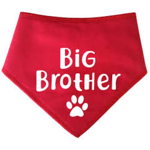 Spoilt Rotten Pets Big Brother Paw Slogan Red S4 Dog ...