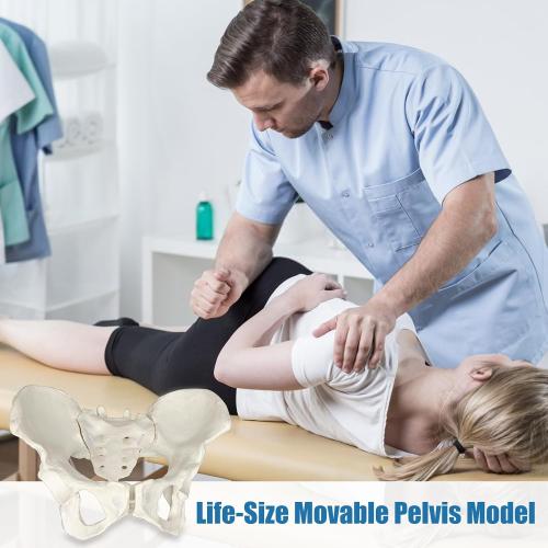Female Pelvis Model On Elastic, 2/3 Life Size Female Pelvic Skeleton Model W/Bungee Anatomy Medical for Obstetrics Gynecology Patient Communication Orthopedic Studying School Teaching Display