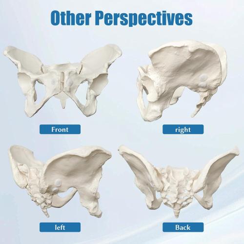 Female Pelvis Model On Elastic, 2/3 Life Size Female Pelvic Skeleton Model W/Bungee Anatomy Medical for Obstetrics Gynecology Patient Communication Orthopedic Studying School Teaching Display