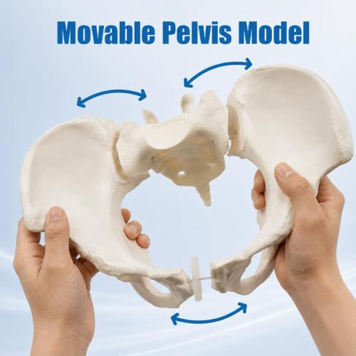 Female Pelvis Model On Elastic, 2/3 Life Size Female Pelvic Skeleton Model W/Bungee Anatomy Medical for Obstetrics Gynecology Patient Communication Orthopedic Studying School Teaching Display