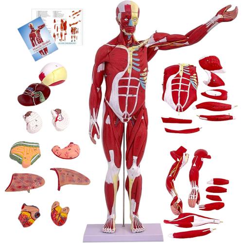 Human Anatomy Muscle Model, 27 Part 1/2 Life Size 33” Human Body Muscular System Model with Removable Organs and Muscle Anatomy Includes Color Product Manual, for Medical Educational Training