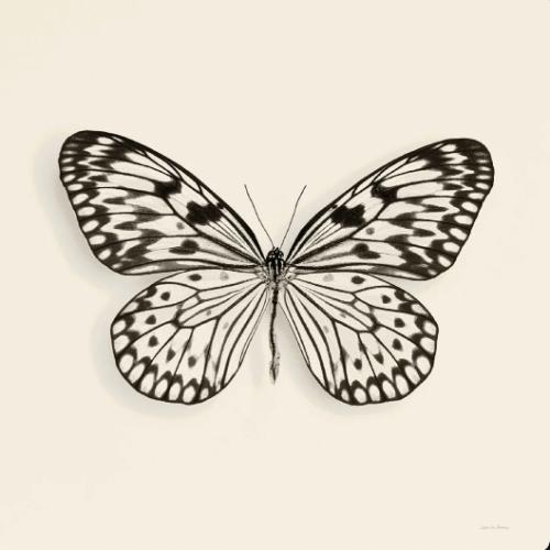 Butterfly V BW Crop  by Debra Van Swearingen