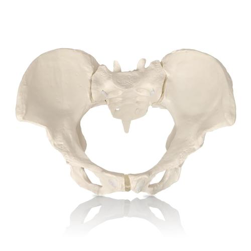 Female Pelvis Model On Elastic, 2/3 Life Size Female Pelvic Skeleton Model W/Bungee Anatomy Medical for Obstetrics Gynecology Patient Communication Orthopedic Studying School Teaching Display