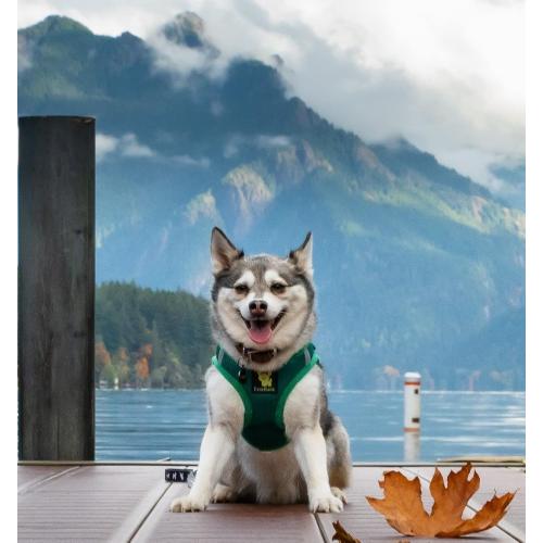 EcoBark Dog Harness - Luxury Step in Mesh Dog Harnesses in Forest Green - Soft & Secure Dog Harness Vest Body Wrap