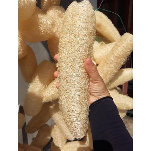10 Pcs (7 – 10 Inches) Natural Loofah Sponge | Organic Loofah | Shower Loofah Exfoliating Body Scrubber | Bath for Loofah for Men and Women | (10 - Pack)