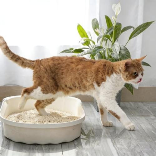 1 PACKAGE‼️‼️PURPURLAND Tofu Cat Litter Clumping Unscented