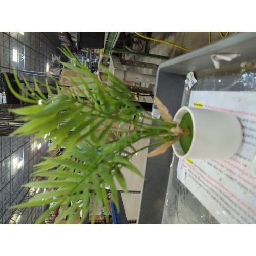 Artificial Palm Tree Plant, Potted Artificial Plant for Home Office Decoration, 12 Tall, Ships in White Ceramic Planter