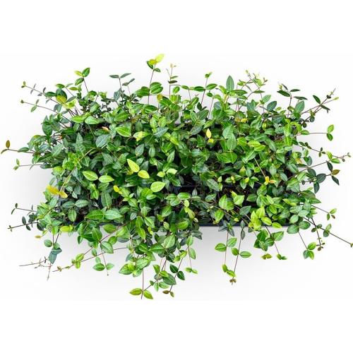 Asiatic Jasmine Live Plants, 3 inch Pot, Evergreen Ground Cover 18 Count