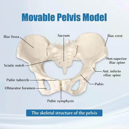 Female Pelvis Model On Elastic, 2/3 Life Size Female Pelvic Skeleton Model W/Bungee Anatomy Medical for Obstetrics Gynecology Patient Communication Orthopedic Studying School Teaching Display