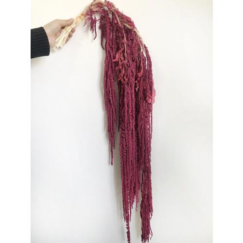 5 Pcs Bleached Wisteria Vine Hanging Dried Flowers, Natural Preserved Hanging Amaranthus Flowers for Wedding Bouquet, Wall Home Party Decor (Wine Red)