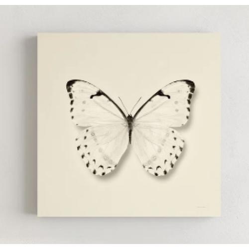 Butterfly II BW Crop  by Debra Van Swearingen