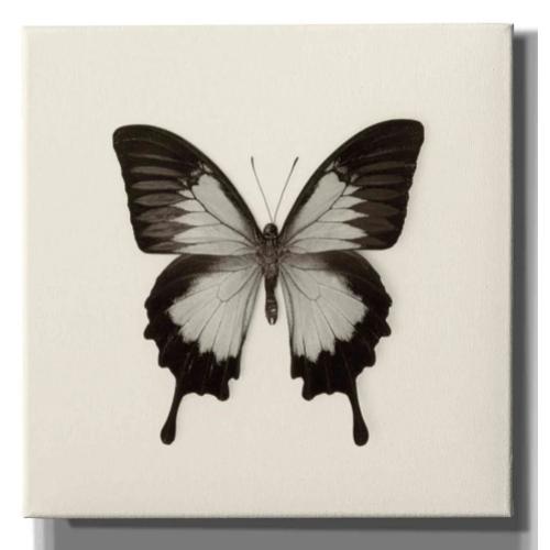 'Butterfly III B&W' by Debra Van Swearingen, Canvas Wall Art