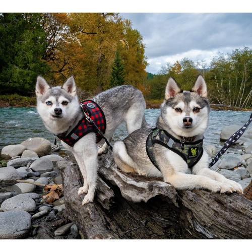 EcoBark Step in Dog Harness - Eco-Friendly Teacup Dog Harnesses for XXS, XS, and Small Dogs - Reflective and Adjustable Mini Body Halter Vest -Tiny Soft Mesh Toy Breed Harness (XXXS, Plaid)