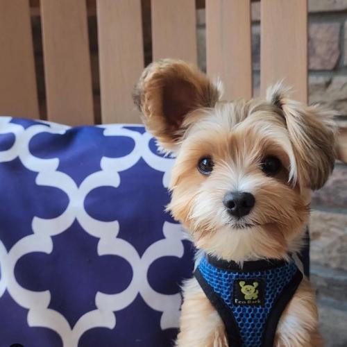 EcoBark Step in Dog Harness - Eco-Friendly Teacup Dog Harnesses for XXS, XS, and Small Dogs - Reflective and Adjustable Mini Body Halter Vest -Tiny Soft Mesh Toy Breed Harness (Bright Blue, XXS)